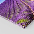 Obraz na płótnie - lawenda, pole, lato