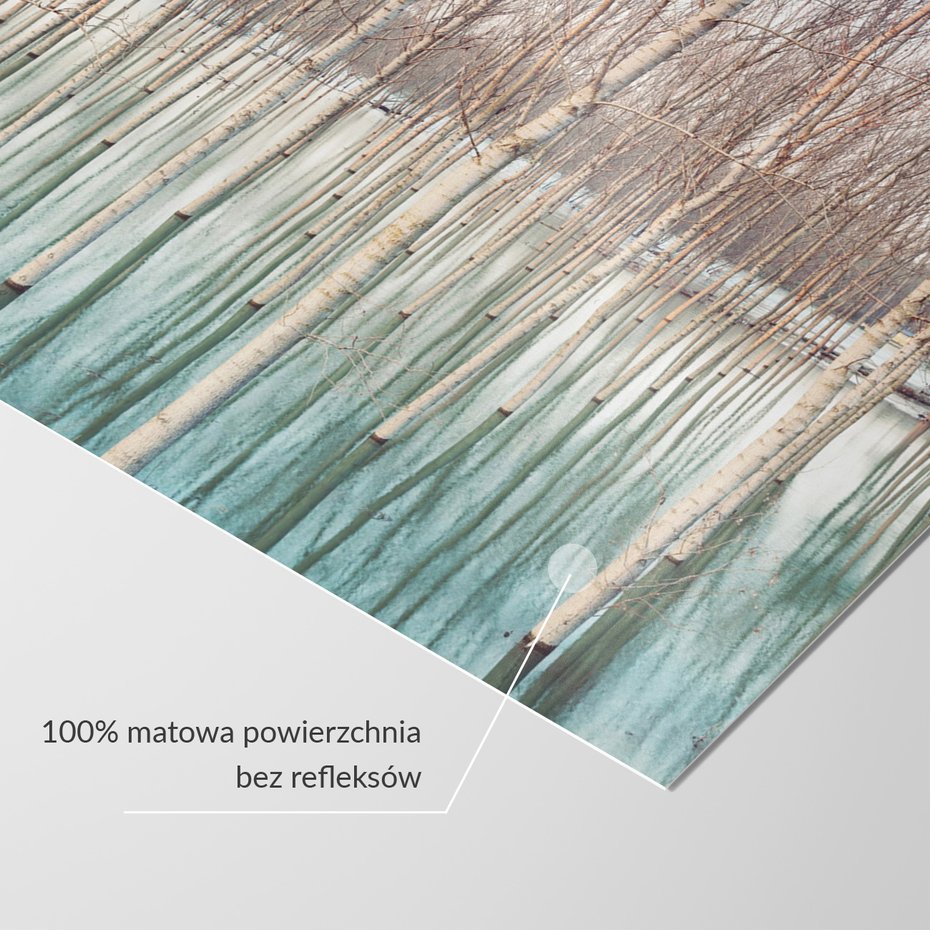 Fototapeta - drzewa, woda, las