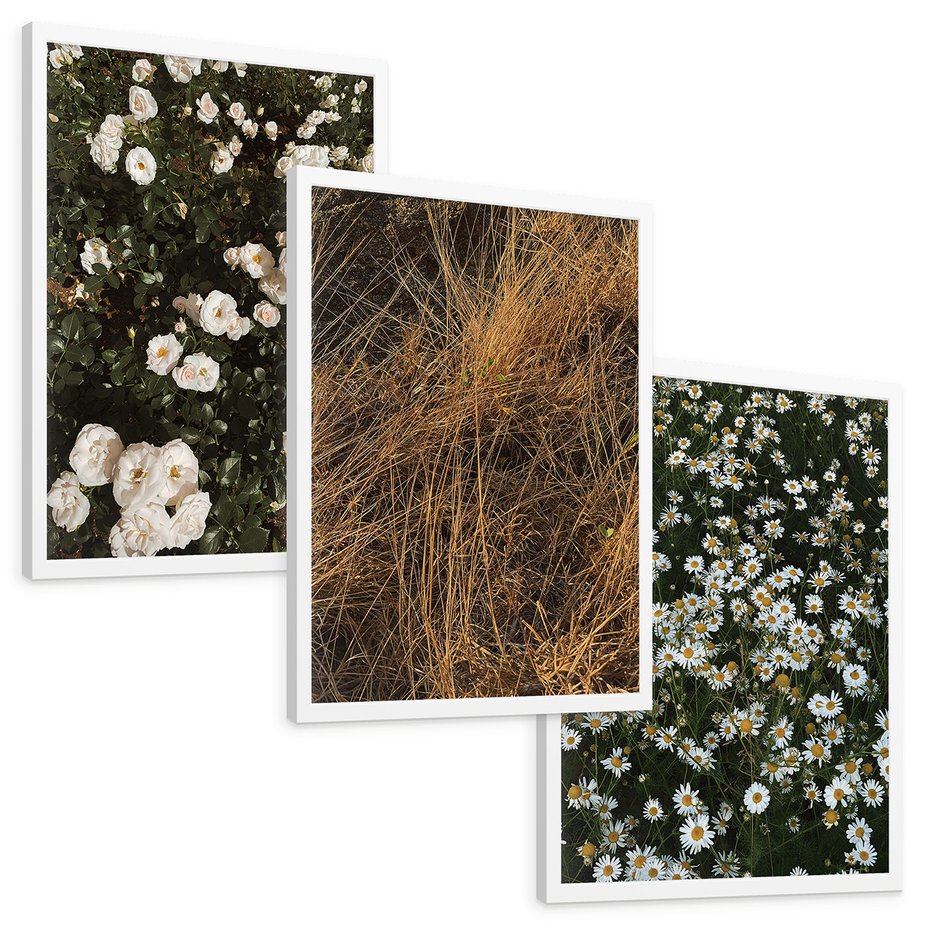 Zestaw obrazy w ramie, plakaty - kwiaty, rośliny, natura - rama biała