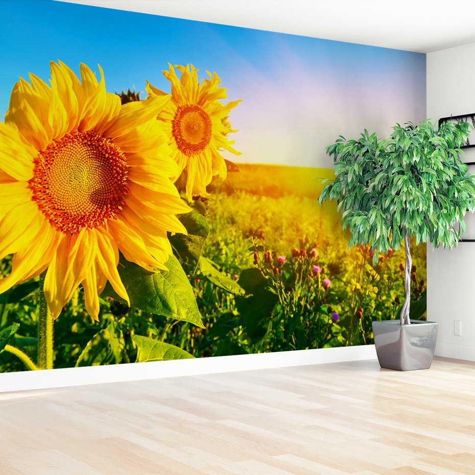 Fototapeta - słoneczniki, pole, lato
