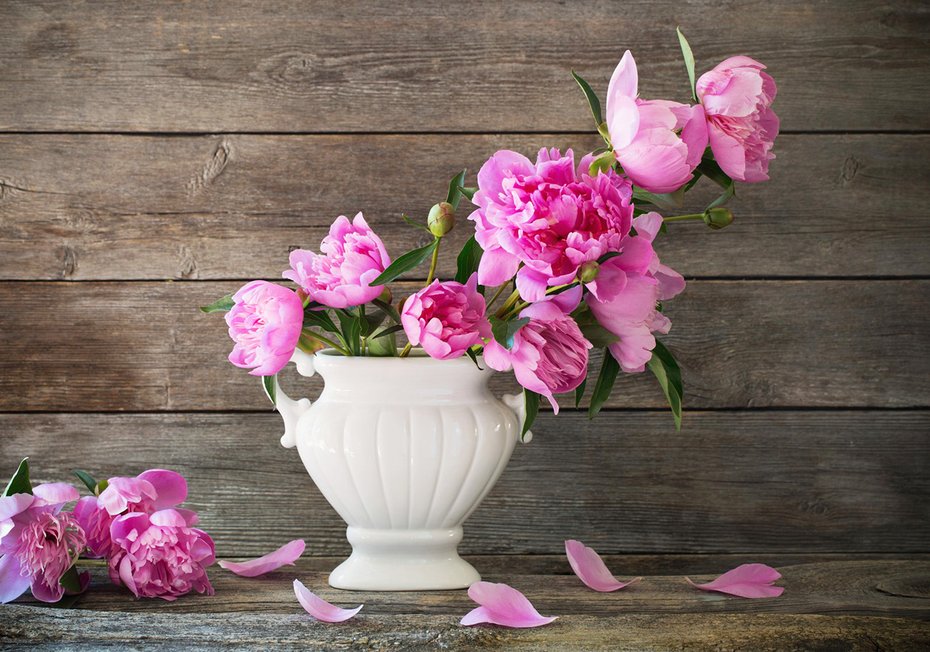 Fototapeta - kwiaty, piwonie, wazon