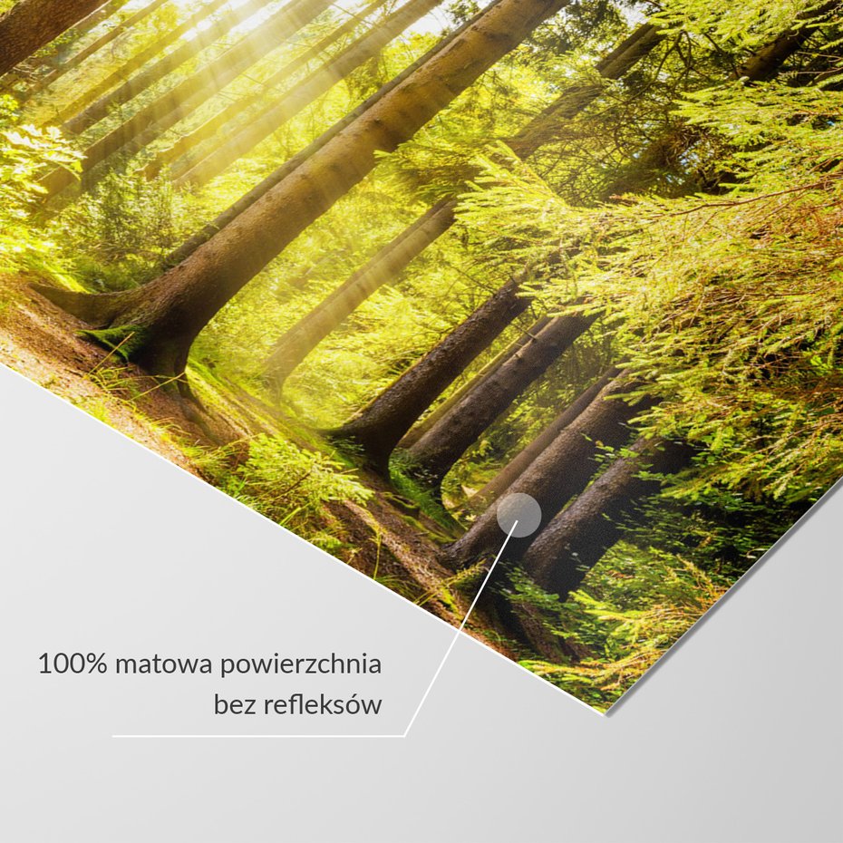 Fototapeta - las, drzewa, światło