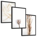 Zestaw obrazy w ramie, plakaty - roślina, suchy, kwiatostan - rama czarna