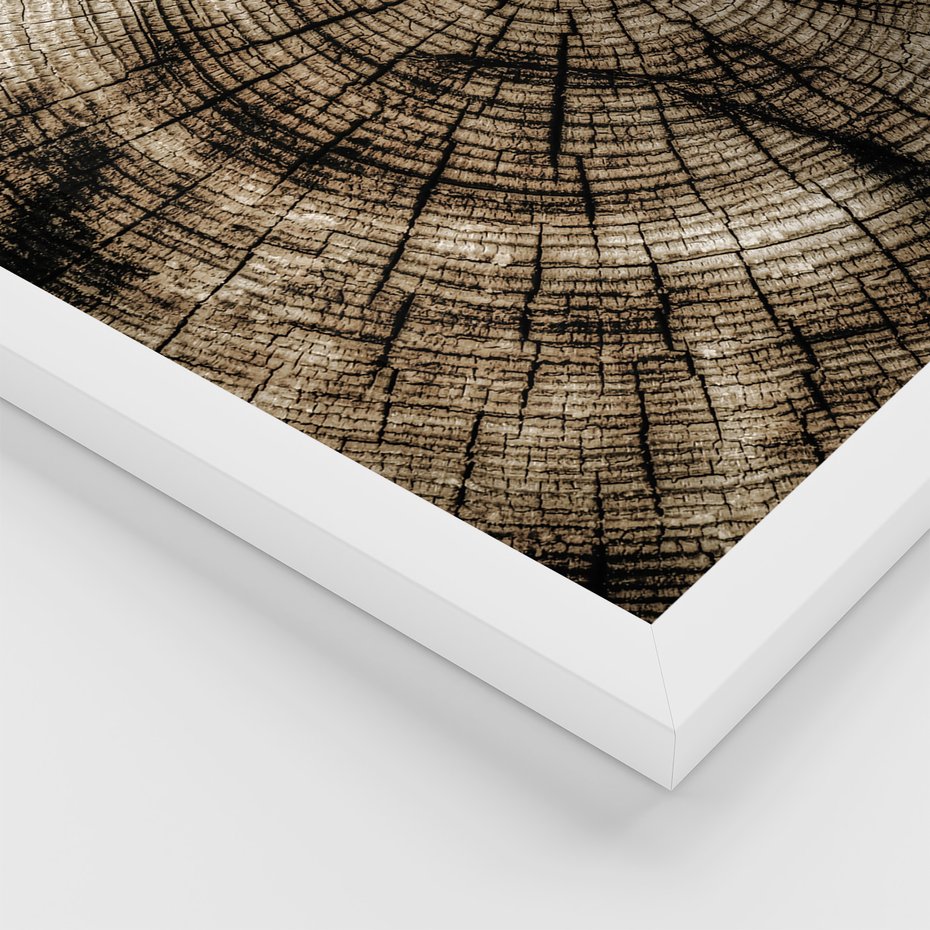 Zestaw obrazy w ramie, plakaty - drewno, kora, natura - rama biała