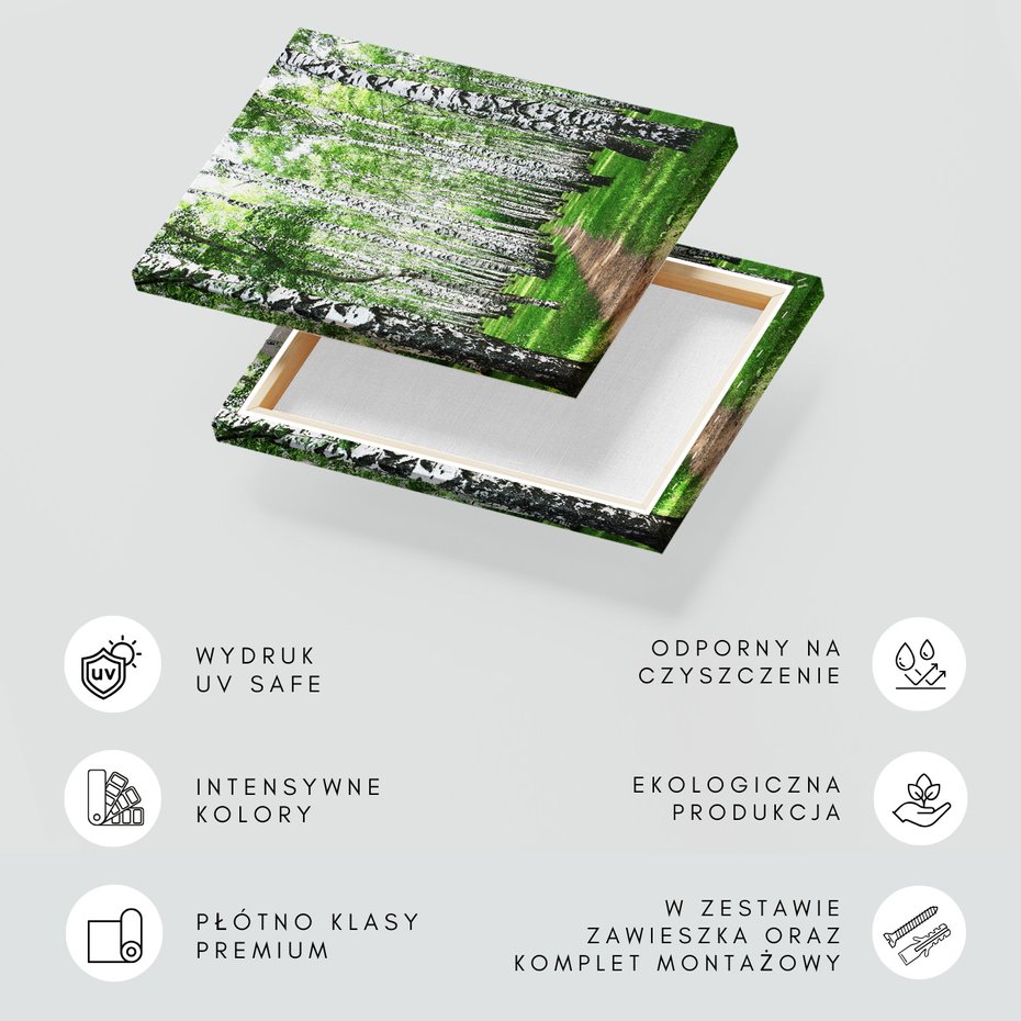 Obraz na płótnie - las, brzozy, natura