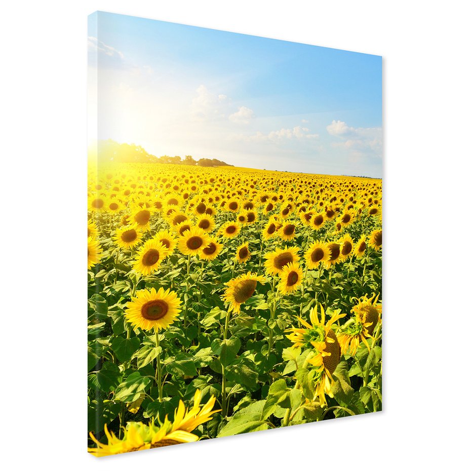 Obraz na płótnie - słoneczniki, pole, lato