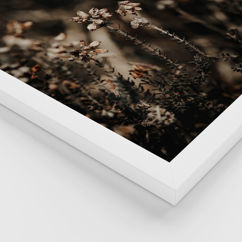 Zestaw obrazy w ramie, plakaty - przyroda, rośliny, natura - rama biała