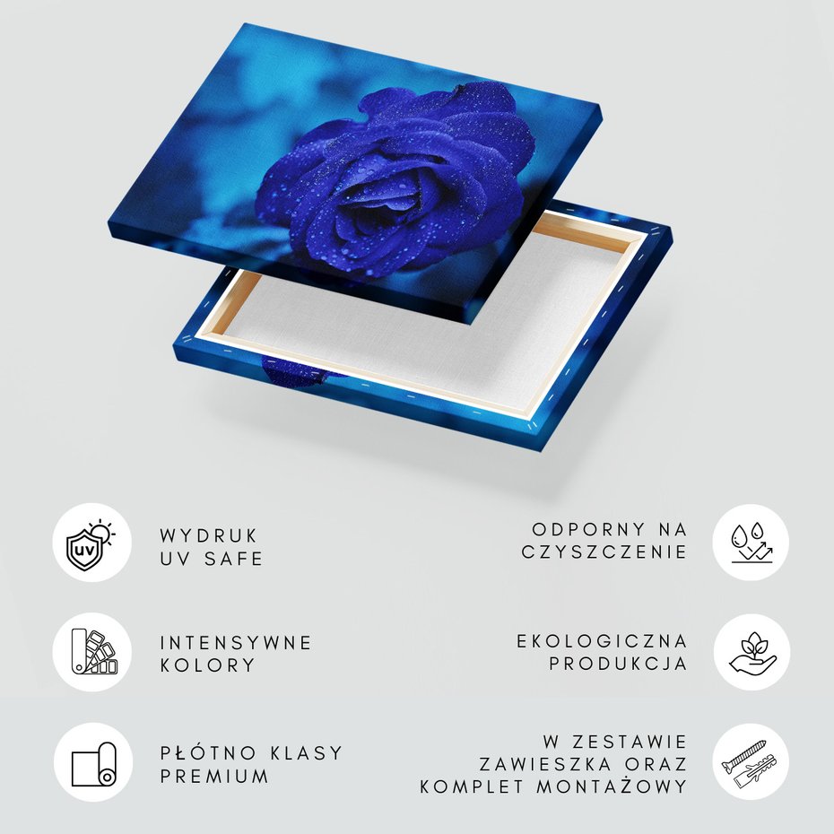 Obraz na płótnie - róża, niebieska, krople