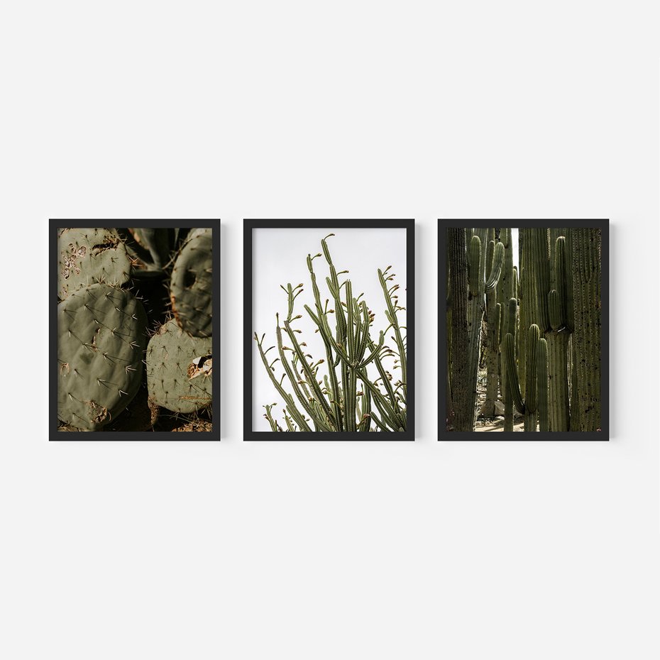 Zestaw obrazy w ramie, plakaty - kaktusy, rośliny, zielony - rama czarna