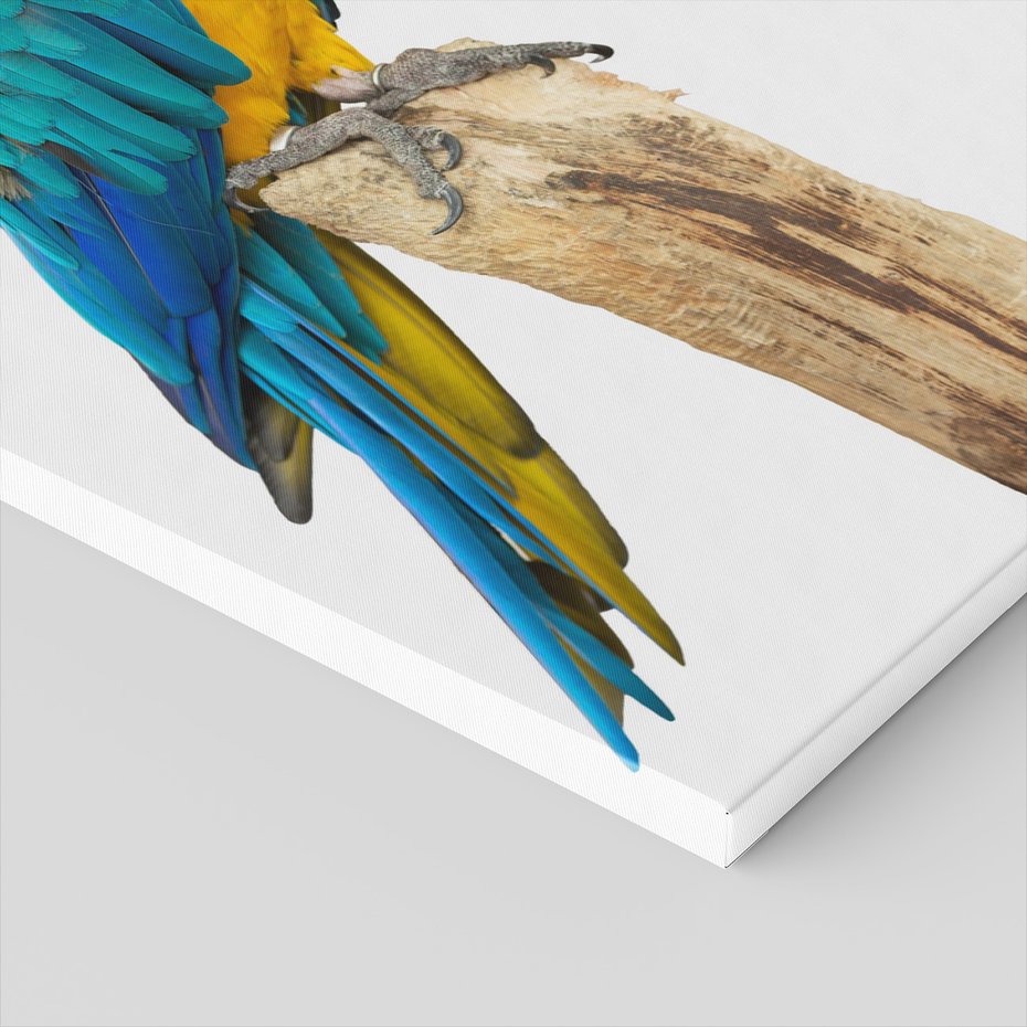 Obraz na płótnie - papuga, ara, egzotyczne