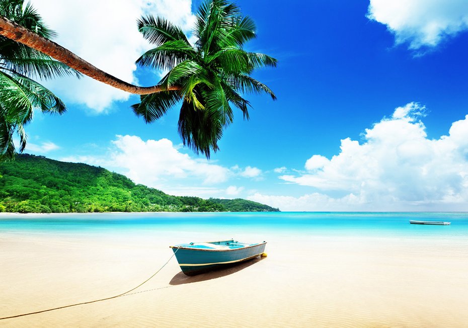 Fototapeta - plaża, morze, palma