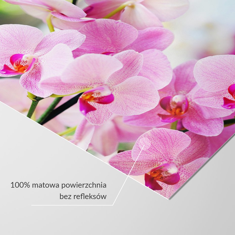 Fototapeta - kwiaty, orchidee, różowe,