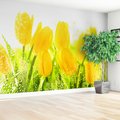 Fototapeta - tulipany, kwiaty, żółte
