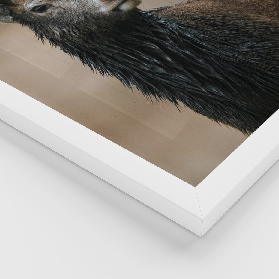 Zestaw obrazy w ramie, plakaty - las, drewno, natura - rama biała