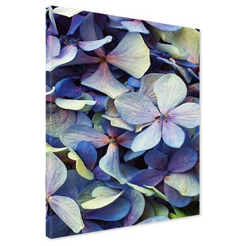 Obraz na płótnie - kwiaty, hortensje, płatki