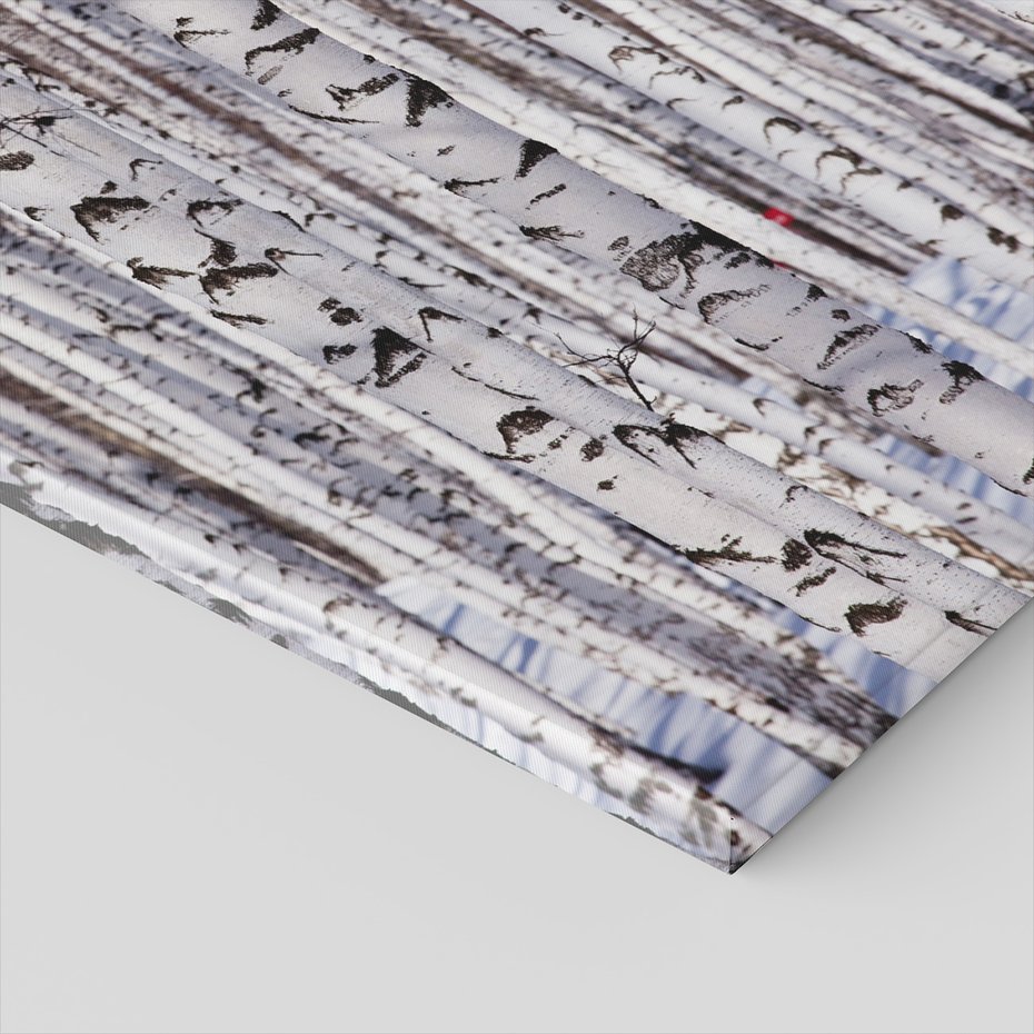 Obraz na płótnie - las, brzozy, zima