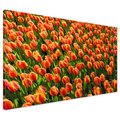 Obraz na płótnie - kwiaty, tulipany, pomarańczowe