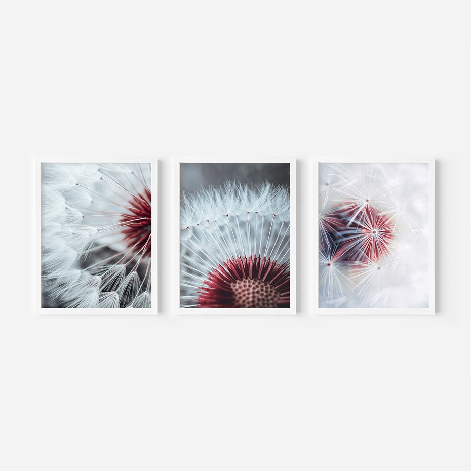 Zestaw obrazy w ramie, plakaty - dmuchawiec, natura, makro - rama biała