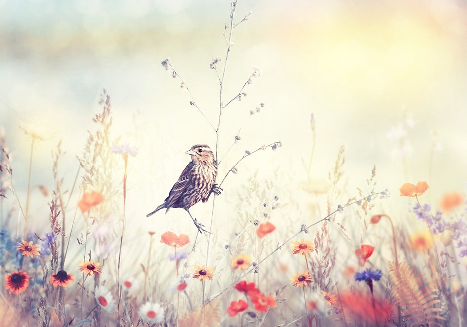 Fototapeta - ptak, kwiaty, łąka