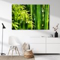 Obraz na płótnie - bambus, liście, zieleń