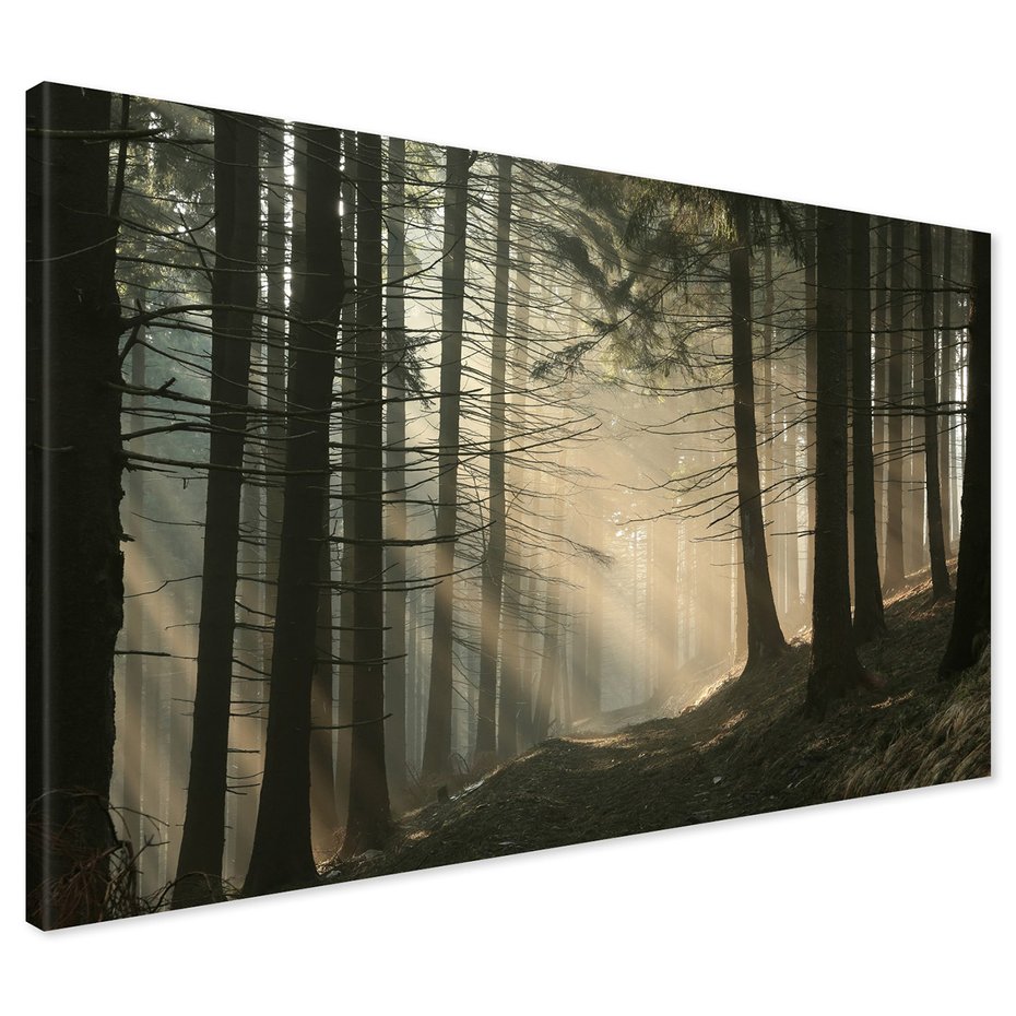 Obraz na płótnie - las, drzewa, mgła