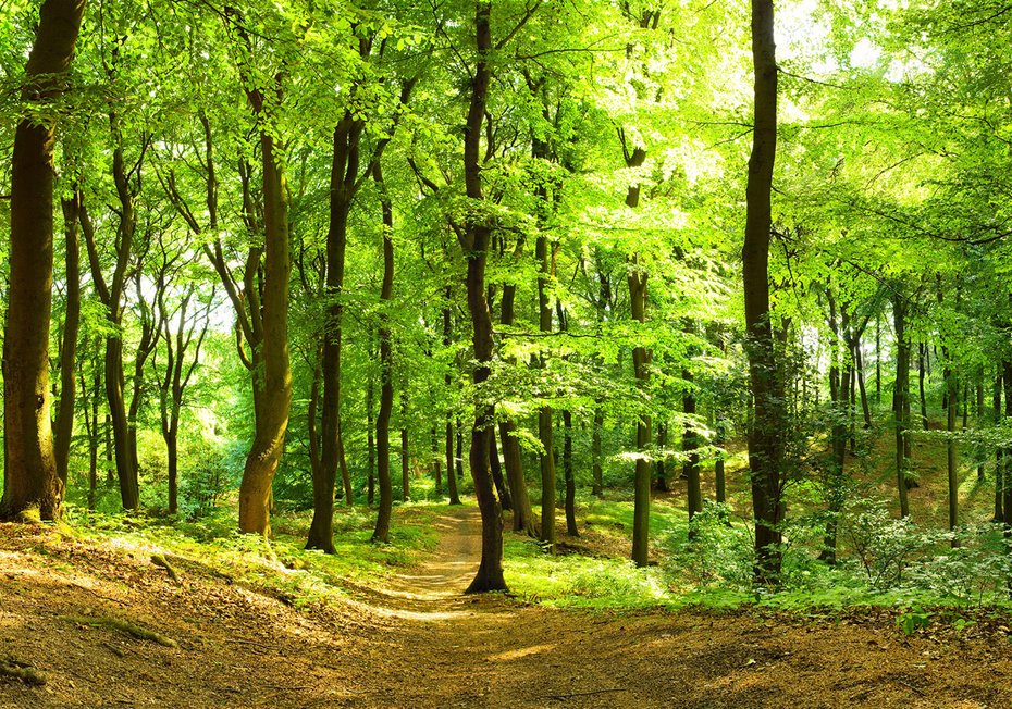 Fototapeta - las, drzewa, natura