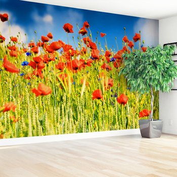 Fototapeta - maki, lato, kwiaty