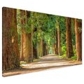 Obraz na płótnie - las, drzewa, ścieżka