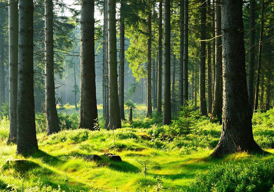 Fototapeta - las, drzewa, natura