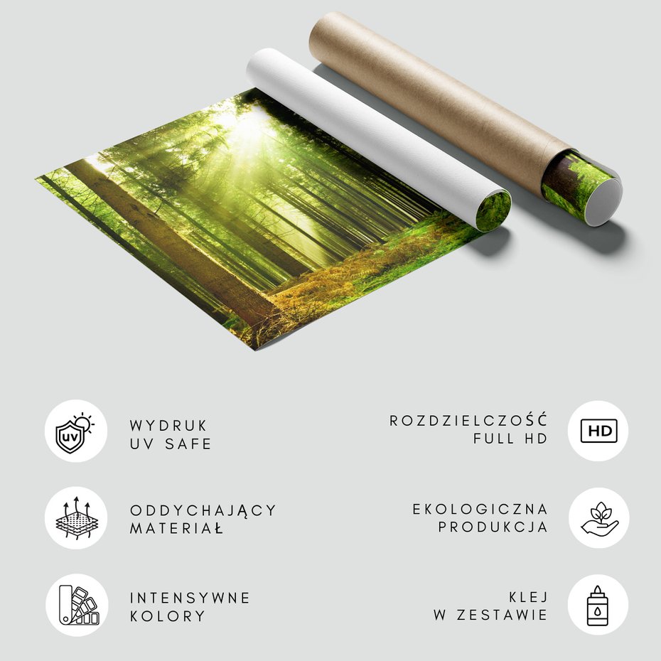 Fototapeta - las, drzewa, natura