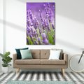 Obraz na płótnie - lawenda, kwiaty, fioletowy