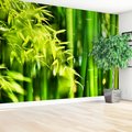Fototapeta - bambus, liście, natura