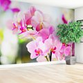 Fototapeta - kwiaty, orchidee, różowe,