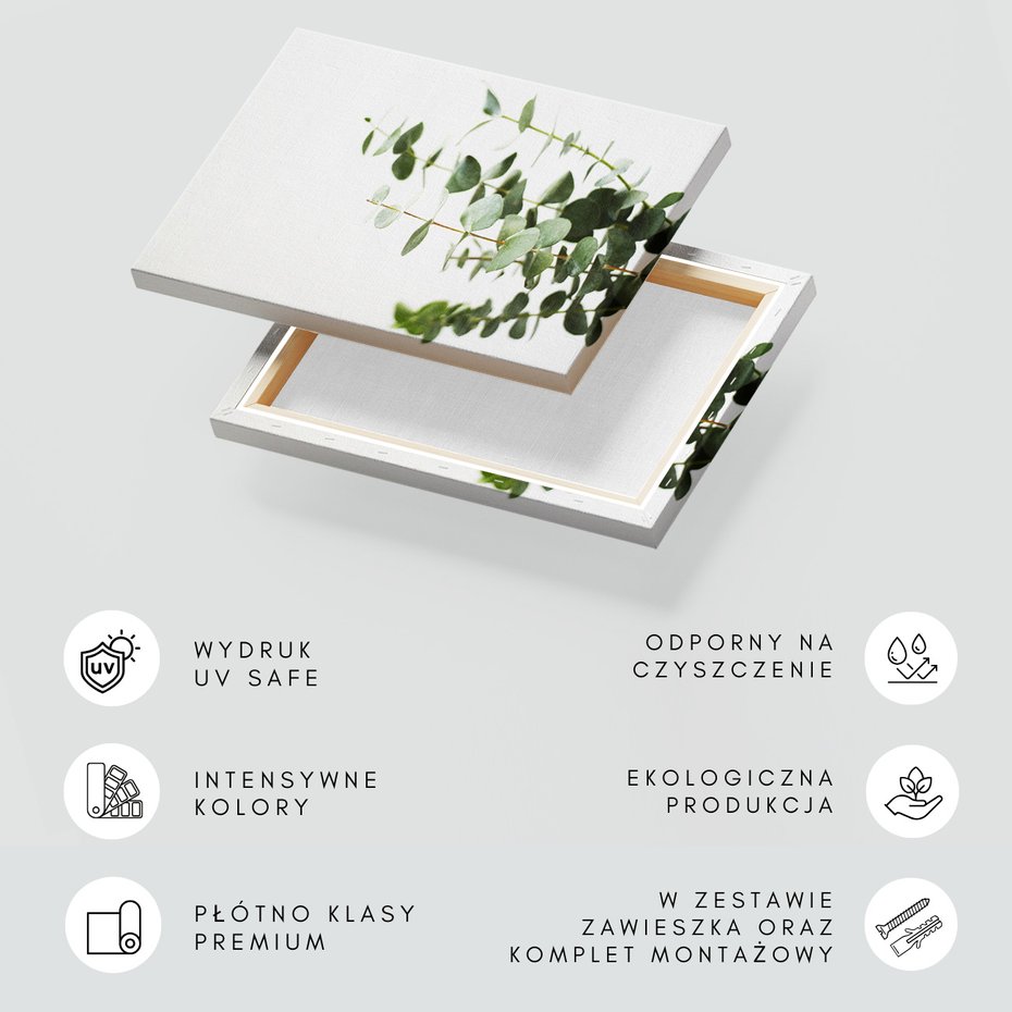 Obraz na płótnie - eukaliptus, liście, roślina