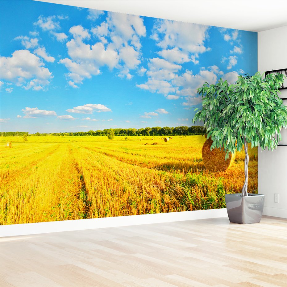 Fototapeta - pole, zboże, niebo