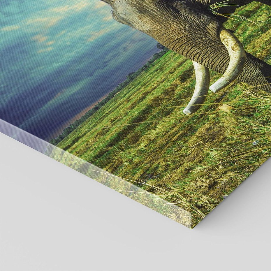 Obraz na płótnie - słoń, trawa, natura