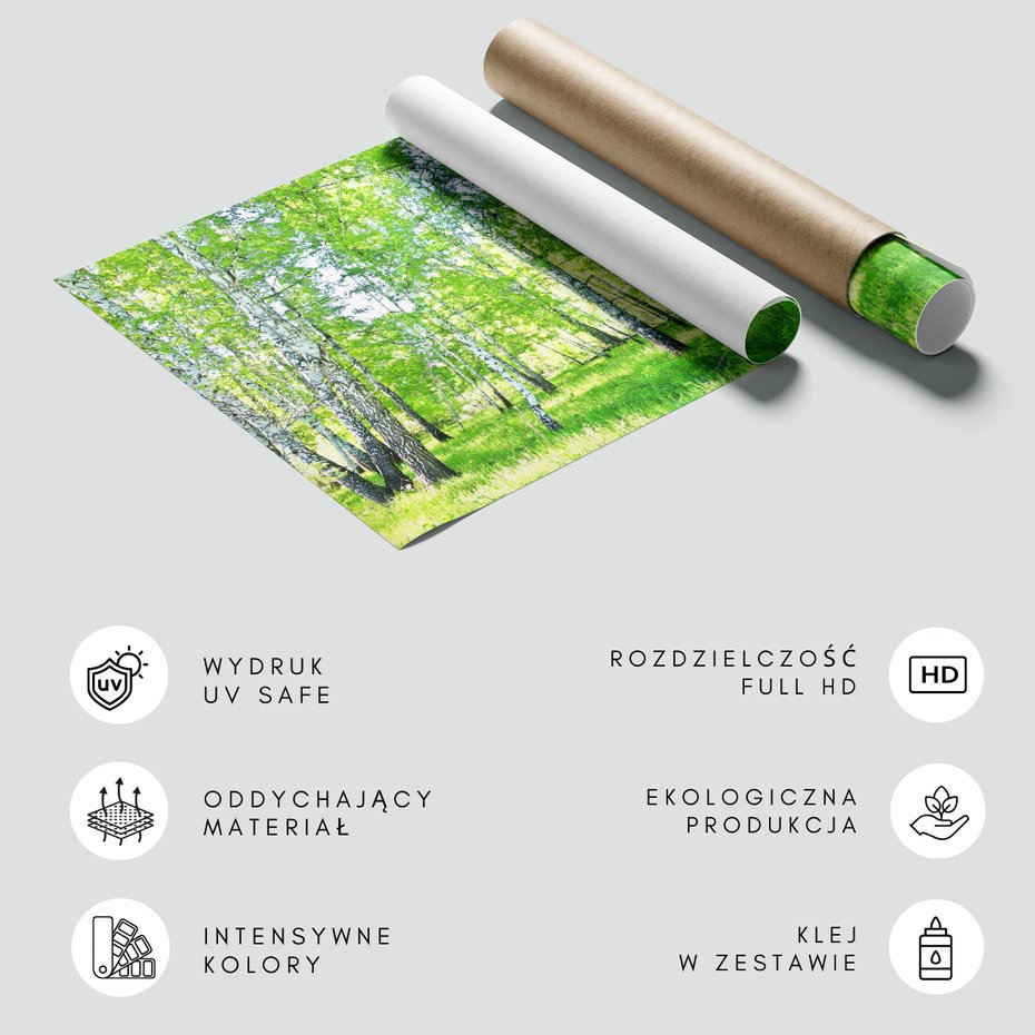 Fototapeta - las, brzozy, natura