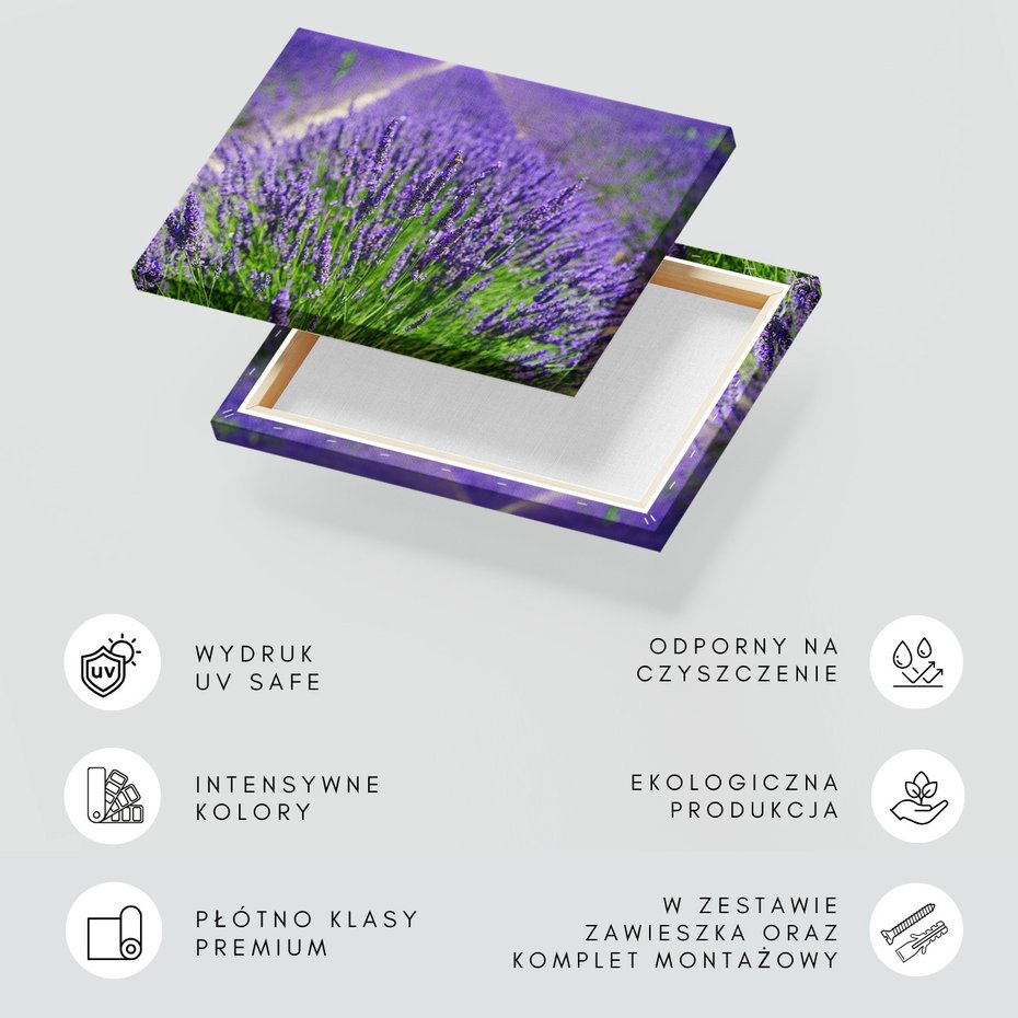 Obraz na płótnie - lawenda, pole, kwiaty