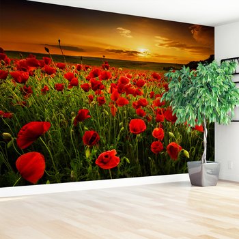 Fototapeta - maki, pole, zachód słońca