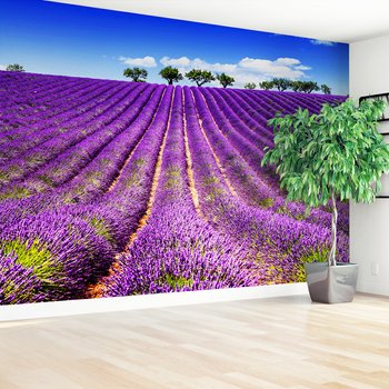 Fototapeta - lawenda, pole, lato