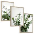 Zestaw obrazy w ramie, plakaty - eukaliptus, liście, roślina - rama drewno