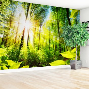 Fototapeta - las, słońce, drzewa