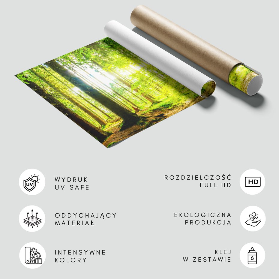 Fototapeta - las, drzewa, natura