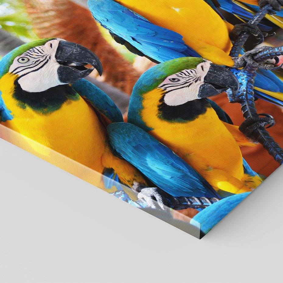 Obraz na płótnie - papugi, ary, tropikalne