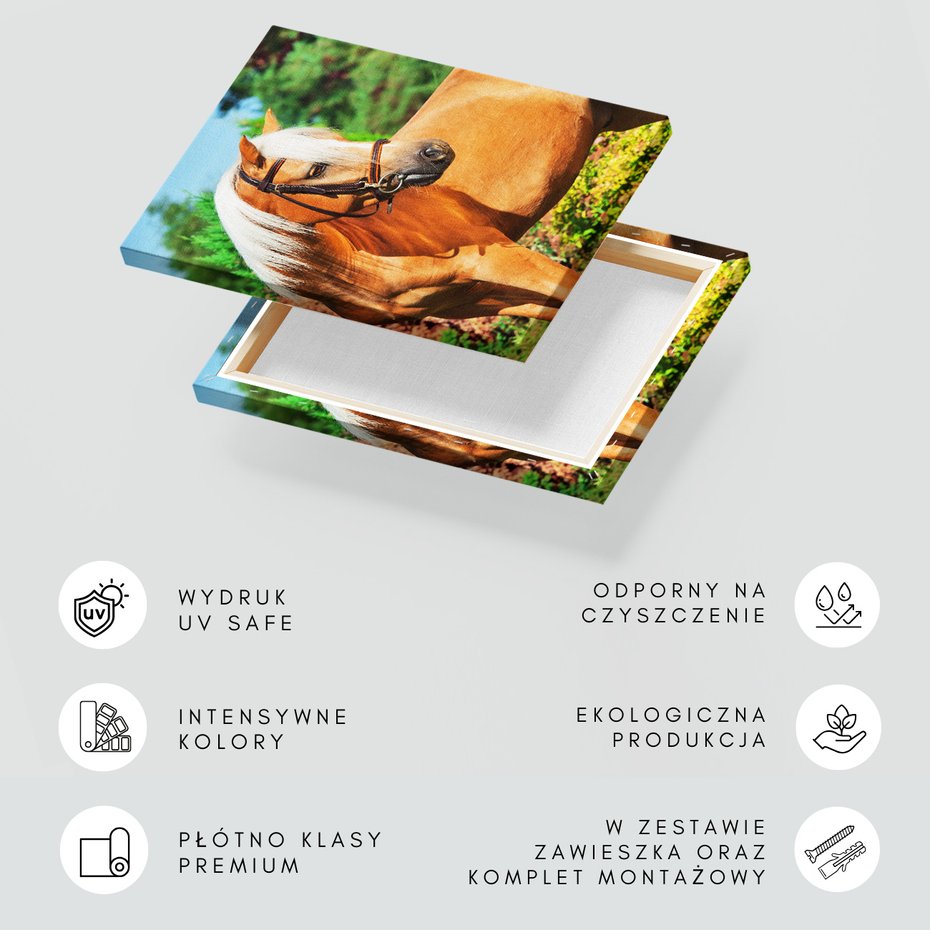 Obraz na płótnie - koń, zwierzę, natura