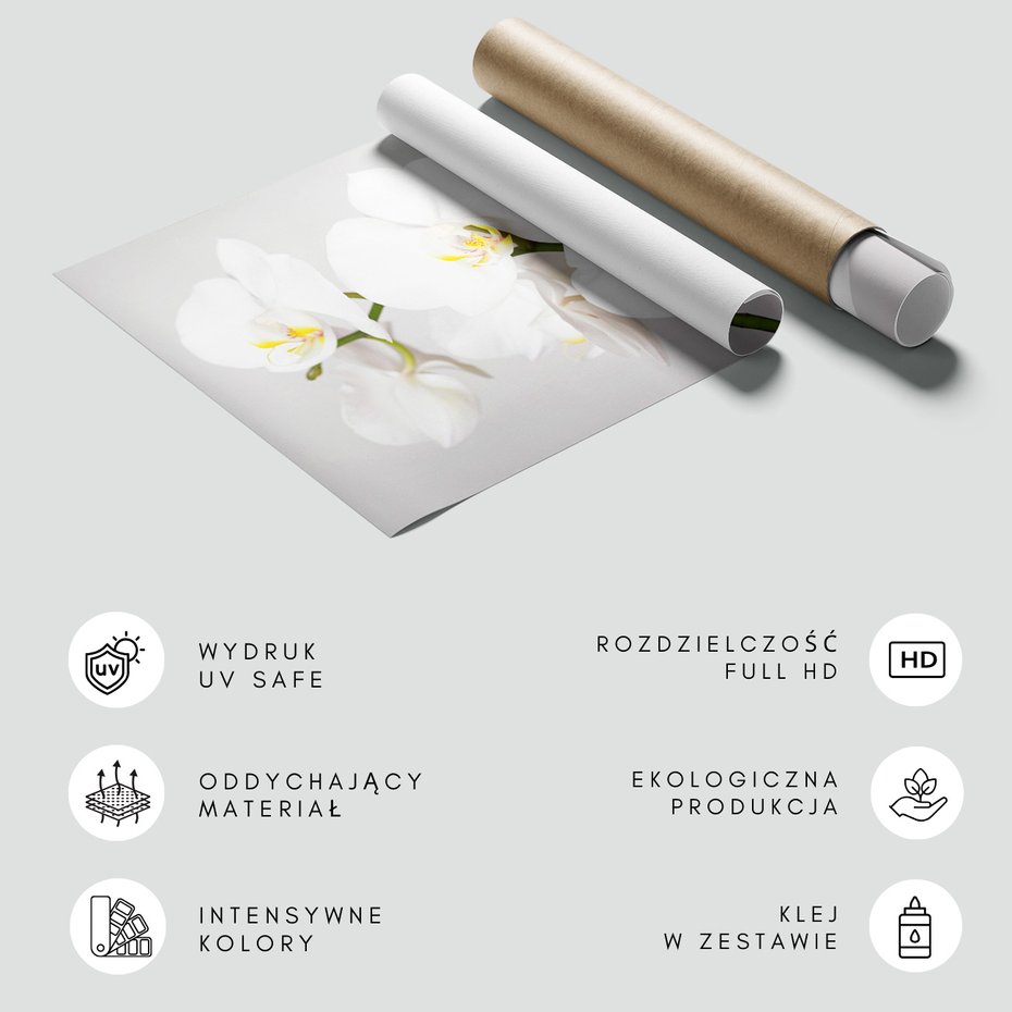 Fototapeta - kwiaty, orchidea, białe,