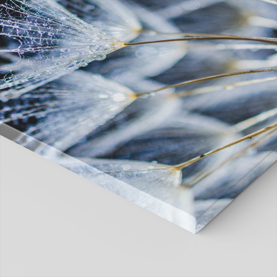 Obraz na płótnie - dmuchawiec, nasiona, woda