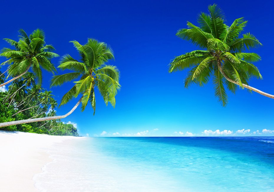 Fototapeta - plaża, palmy, morze