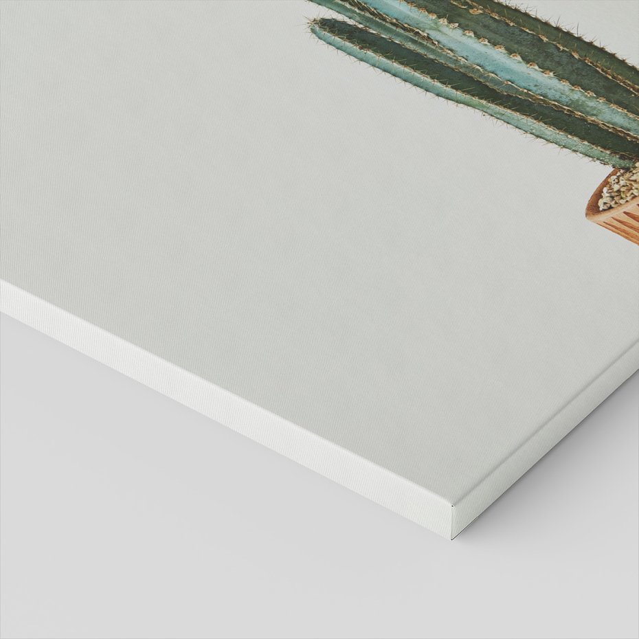 Obraz na płótnie - kaktus, roślina, doniczka