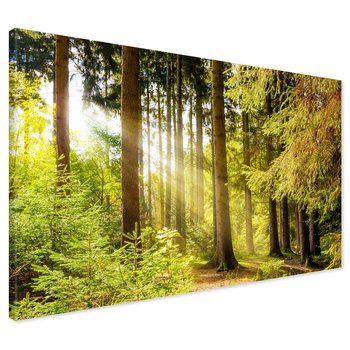 Obraz na płótnie - las, drzewa, natura